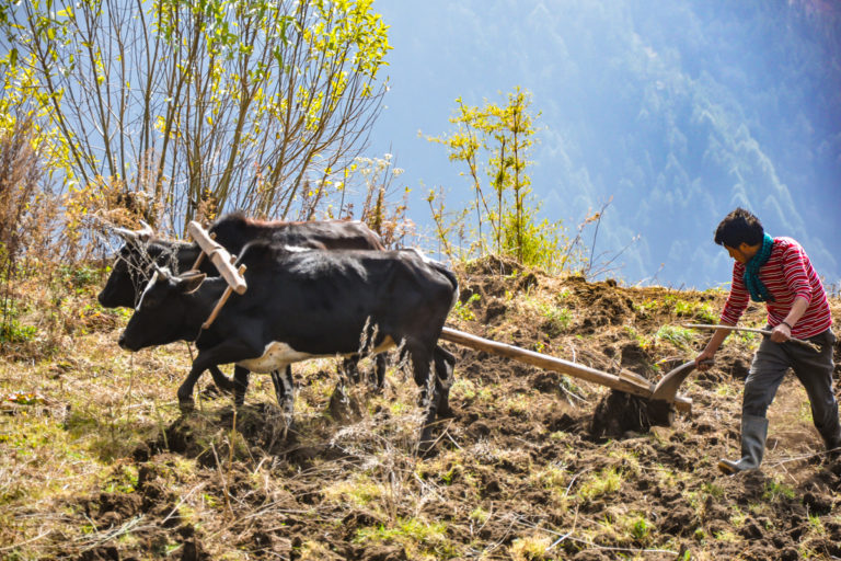 Lire la suite à propos de l’article Trek de Tamang Héritage – Langtang – Gosaikunda sur 15 jours