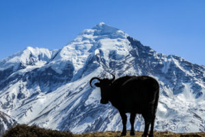 Lire la suite à propos de l’article Tour de KANCHANJUNGA sur 18 jours