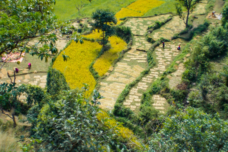 Lire la suite à propos de l’article Trek du tour de la TSUM VALLÉE (trek culturel bouddhiste) depuis BARPAK jusqu’à SOTI KHOLA/ARUGHAT sur 14 jours